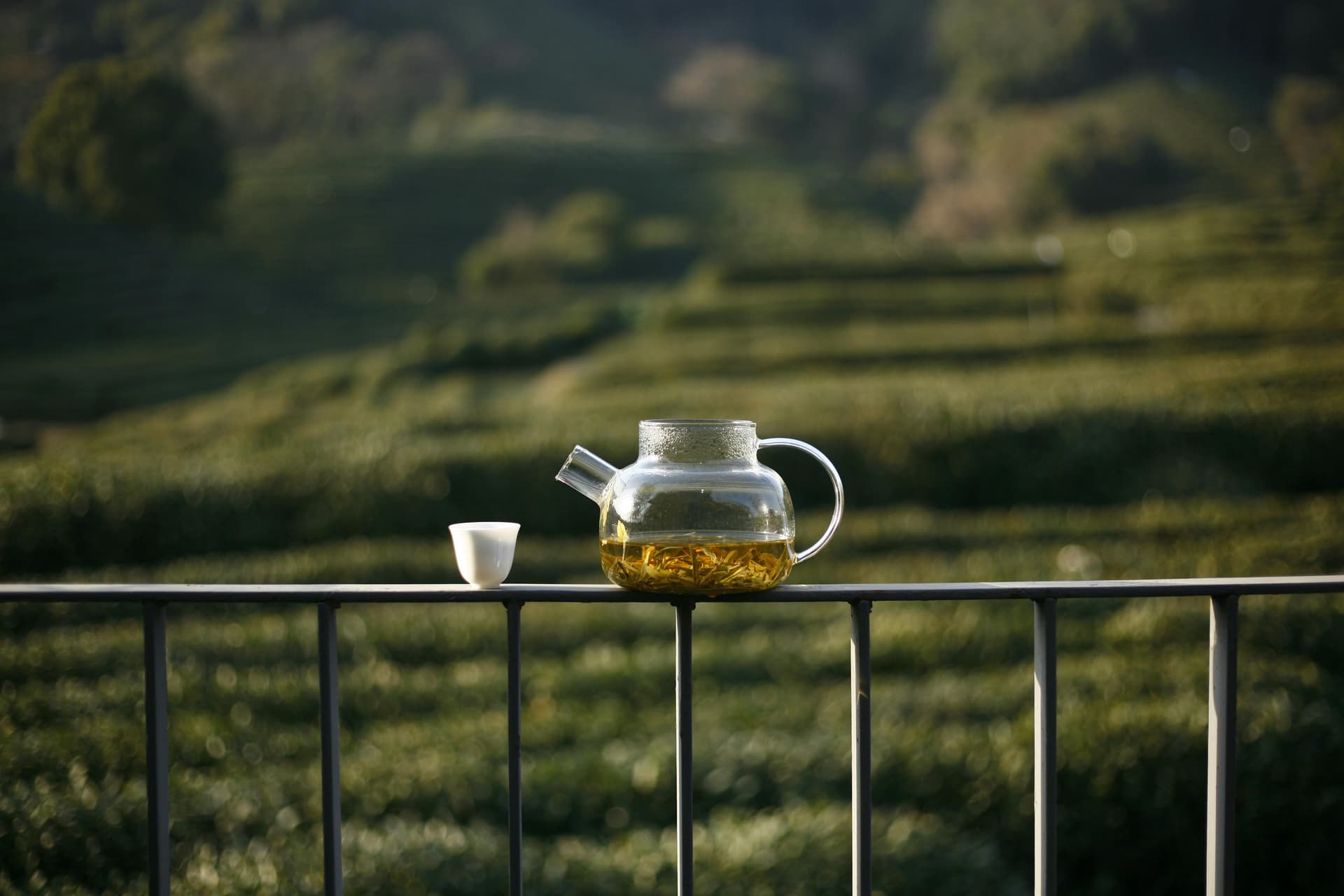 High-altitude tea gardens in the Himalayan highlands of Nepal